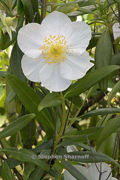 carpenteria californica 9 graphic